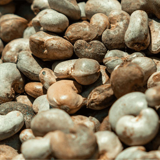 Raw cashew nuts​